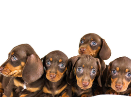 Kc reg miniature dachshunds
