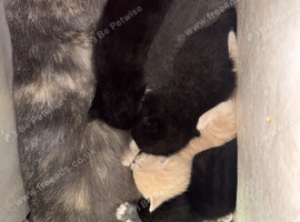 3 week one kittens looking for their forever home!!!
