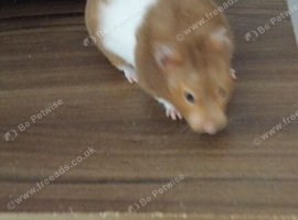 Female brown syrian hamster