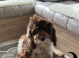 Cockapoo puppy