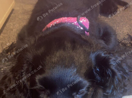 Beautiful puppy URGENT rehome