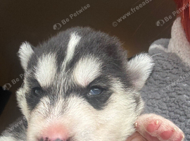 Husky puppies