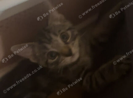 Female Kitten for sale