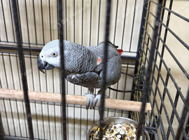 Tame male African grey