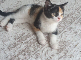 3 female kittens 8weeks old