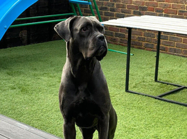 Cane corso girl rehome