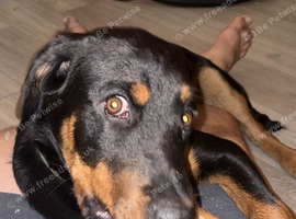 American Rottweiler