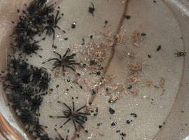 Psalmopoeus cambridgei Spiderlings