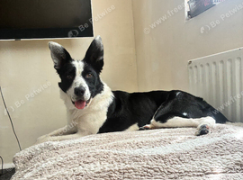 Border collie for sale