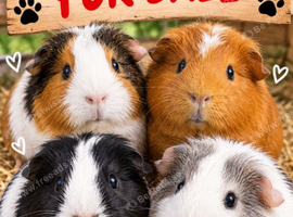 Would be a dream to find whole set up for beloved guinea pigs.