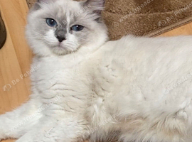 Female ragdoll