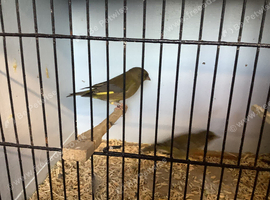 CYB Greenfinches for sale