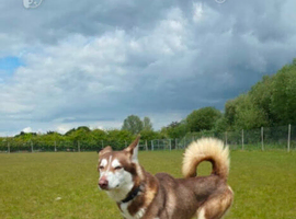 Husky