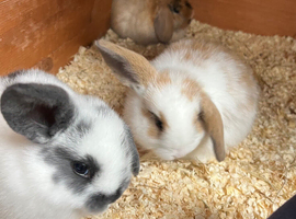 Beautiful Mini Lop Kits