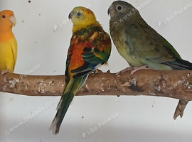 Stunning pair of red rumps