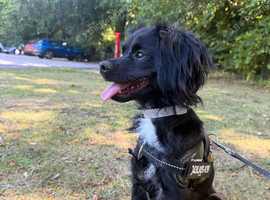 Woody (1yr)