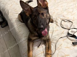 German shepherd for sale