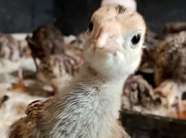 TURKEY POULTS 5 weeks old Norfolk bronze X bourbon red