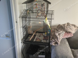 Lovely lutino cockatiel