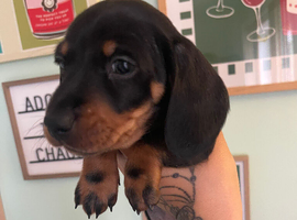 Dachshund puppies for sale