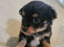 Pomchi boy and girl can leave NOW