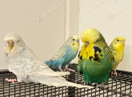 4 budgies and cage