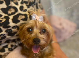 Pure yorkshire terier  puppys