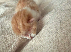 Ginger & white kitten for sale