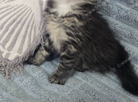 Ragdoll/mainecoon babies ready now