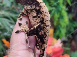 Black Base Extreme Harlequin