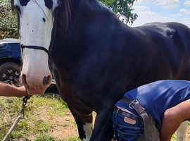 Shire stallion for sale