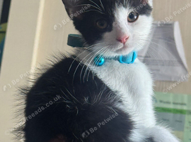 17-Week-Old Male Kitten "Phantom" Looking for a Loving Forever Home &ndash; &pound;120