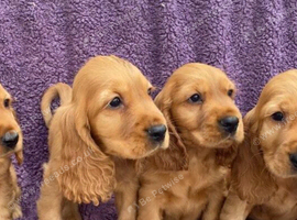 STUNNING SHOW TYPE COCKER SPANIELS