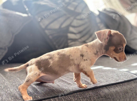 15/09/26 Beautiful miniature dachshund x chihuahua puppy ready now