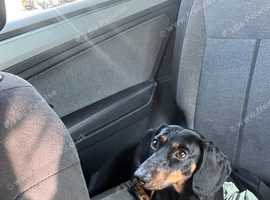 Mini dachshund