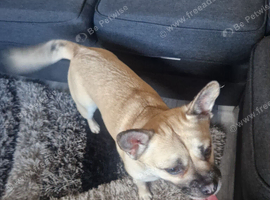 3 year old female