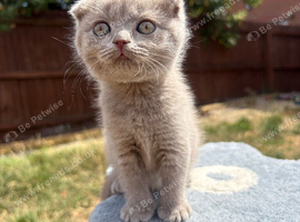 Blue & Lilac BSH Mix Kittens &ndash; Fold & Straight