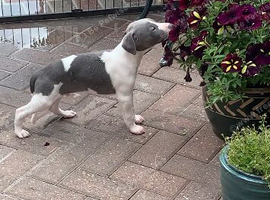 Blue kennel club registered whippet pups