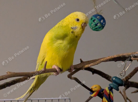 Female budgie