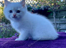 Blue Eyed Golden Colourpointed Boy Ready Today