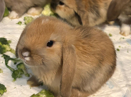 Beautiful mini lop bunnies