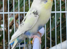 Beautiful Budgies - Various colours