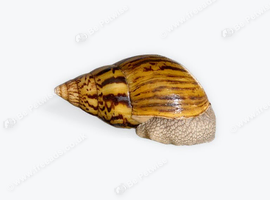 Giant African land snail - Adult tiger - achatina achatina snail for sale
