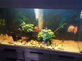 Full setup
