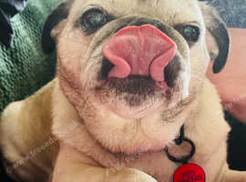 Dexter's Doggy Day Care