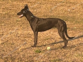 Deerhound xsalukiwhippetcolliegreyhound