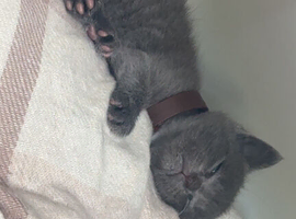 kitten