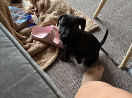 Patterdale dog
