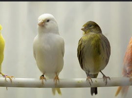 Loads of mixed canary&rsquo;s for sale