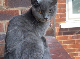 Beautiful female British short hair
